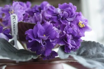 Hogyan szaporodnak Violet