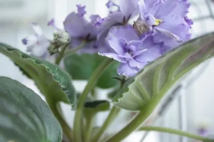 Hogyan szaporodnak Violet