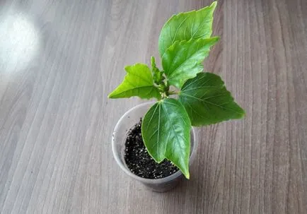 Hogyan terjednek Hibiscus