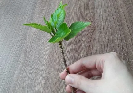Hogyan terjednek Hibiscus