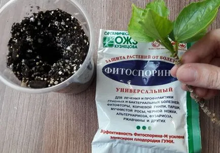 Hogyan terjednek Hibiscus