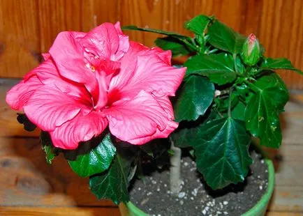 Hogyan terjednek Hibiscus Hogyan terjednek Hibiscus