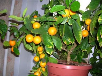 Hogyan növény otthon mandarin