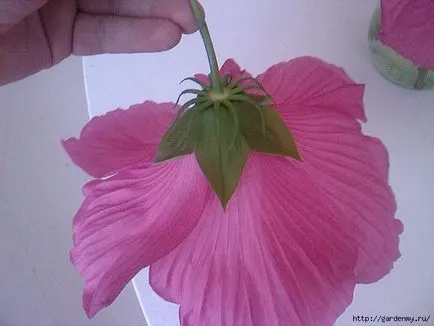 Hogyan terjednek Hibiscus Hogyan terjednek Hibiscus