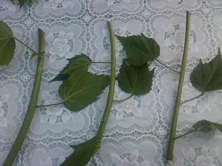 Hogyan terjednek Hibiscus Hogyan terjednek Hibiscus
