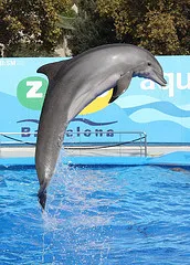 Úgy néz ki, mint a delfinek, delfin kép, delfinek a képeket, bálna fotó, rózsaszín delfin fotó (delfinek az óceán fotó) Úgy néz ki mint a delfinek, delfin kép, delfinek képek, fotók bálna, rózsaszín delfin fotó,
