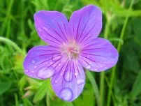 Hogyan lehet gyógyítani a kérge gyümölcsfák, kertész (tanya)