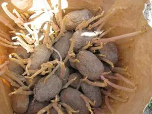 Hogyan növekszik burgonyát vödör egy bokor (burgonya) Hogyan növekszik burgonyát vödör egy bokor