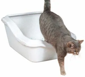 Hogyan válasszuk ki a WC és a macskák töltőanyag, akkor jó! (Választ) Hogyan válasszuk ki a WC és a macskák töltőanyag, akkor jó!