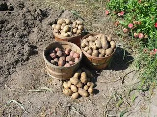 Hogyan növekszik burgonyát vödör egy bokor (a) Hogyan növekszik burgonyát vödör egy bokor