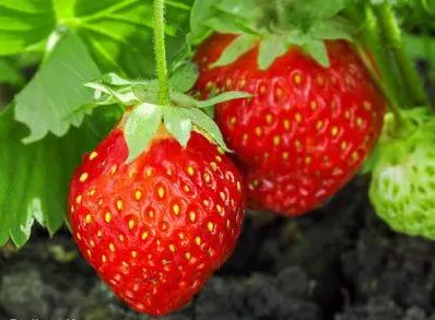 Hogyan nőnek eper magról otthon - Tippek, szeretem a kertben