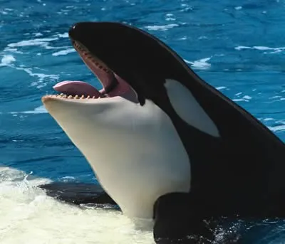Úgy néz ki, mint a delfinek, delfin kép, delfinek a képeket, bálna fotó, rózsaszín delfin fotó (fehér delfinek fotó) Úgy néz ki mint a delfinek, delfin kép, delfinek képek, fotók bálna, rózsaszín delfin fotó,