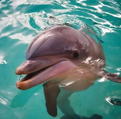 Úgy néz ki, mint a delfinek, delfin kép, delfinek a képeket, bálna fotó, rózsaszín delfin fénykép (kék delfin) Úgy néz ki mint a delfinek, delfin kép, delfinek képek, fotók bálna, rózsaszín delfin fotó,