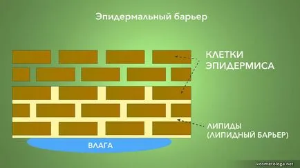 Hogyan válasszuk ki a jó umyvalku