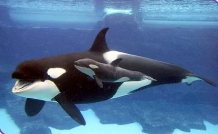 Úgy néz ki, mint a delfinek, delfin kép, delfinek a képeket, bálna fotó, rózsaszín delfin fotó (gyilkos bálna fotó) Úgy néz ki mint a delfinek, delfin kép, delfinek képek, fotók bálna, rózsaszín delfin fotó,