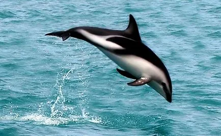 Úgy néz ki, mint a delfinek, delfin kép, delfinek a képeket, bálna fotó, rózsaszín delfin fénykép (kék delfin) Úgy néz ki mint a delfinek, delfin kép, delfinek képek, fotók bálna, rózsaszín delfin fotó,