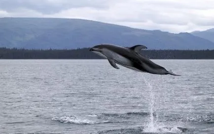 Úgy néz ki, mint a delfinek, delfin kép, delfinek a képeket, bálna fotó, rózsaszín delfin fénykép (rózsaszín delfinek) Úgy néz ki mint a delfinek, delfin kép, delfinek képek, fotók bálna, rózsaszín delfin fotó,