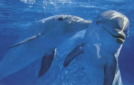 Úgy néz ki mint a delfinek, delfin kép, delfinek képek, fotók bálna, rózsaszín delfin fotó, (Dolphins) Úgy néz ki mint a delfinek, delfin kép, delfinek képek, fotók bálna, rózsaszín delfin fotó,