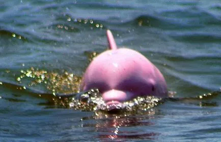 Úgy néz ki mint a delfinek, delfin kép, delfinek képek, fotók bálna, rózsaszín delfin fotó, (megjelenés) Úgy néz ki mint a delfinek, delfin kép, delfinek képek, fotók bálna, rózsaszín delfin fotó,