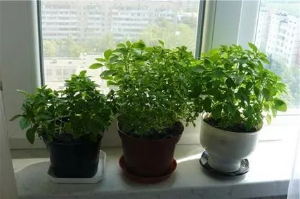 Hogyan nő a menta egy ablakpárkányon otthon