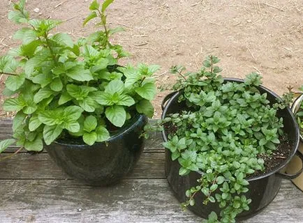 Hogyan nő a menta egy ablakpárkányon otthon