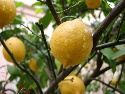 Hogyan növekszik a citrom, a csontok otthon lépésről lépésre (gyümölcs) Hogyan növekszik a citrom, a csontok otthon lépésről lépésre