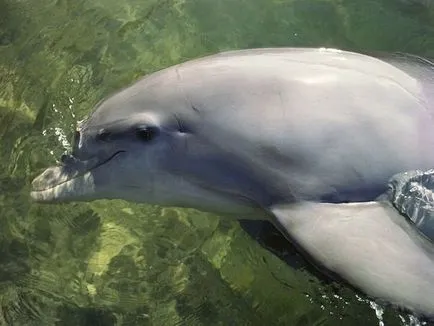 Úgy néz ki, mint a delfinek, delfin kép, delfinek a képeket, bálna fotó, rózsaszín delfin fotó (delfinek képek) Úgy néz ki mint a delfinek, delfin kép, delfinek képek, fotók bálna, rózsaszín delfin fotó,
