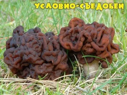 Hogyan néz ki, mint a gomba vonalak úgy néznek ki Morel gomba
