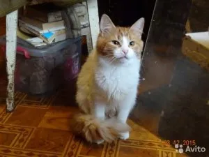 Hogyan hívja a macska vágyak, macskaféle asszisztens (egyiptomi macska délután) Hogyan hívja a macska vágyak, macskaféle asszisztens