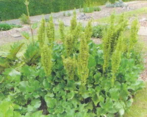 Hogyan lehet megjeleníteni a levéltetvek a kertben