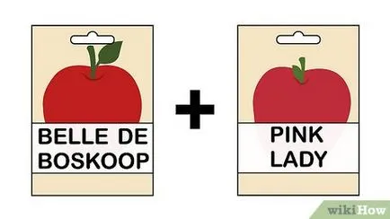 Hogyan nő egy almafa magról