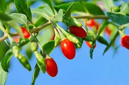 Hogyan növekszik Goji a saját területén gyakorlati tanácsokat és ajánlásokat (bogyók) Hogyan növekszik Goji a saját területén a gyakorlati tippeket és trükköket