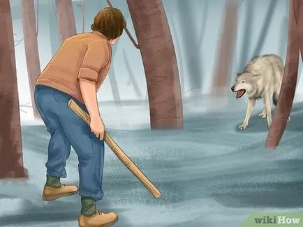 Wolf túlélni támadás (támadás) Hogyan lehet túlélni a támadást a farkas