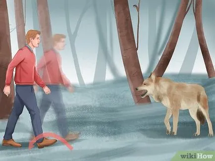 Hogyan lehet túlélni a támadást Wolf (Wolf) Hogyan lehet túlélni a támadást a farkas