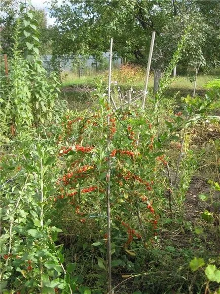 Hogyan növekszik Goji a saját területén gyakorlati tanácsokat és ajánlásokat (goji) Hogyan növekszik Goji a saját területén a gyakorlati tippeket és trükköket