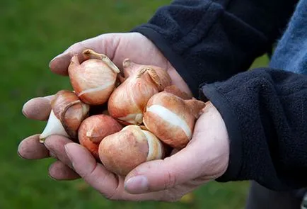 Hogyan kell tárolni a hagymákat ültetés előtt tulipánok - előkészítése és a szükséges feltételeket (ültetés) Hogyan kell tárolni a hagymákat ültetés előtt tulipánok - előkészítése és a szükséges feltételek