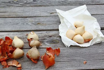 Hogyan kell tárolni a hagymákat ültetés előtt tulipánok - előkészítése és a szükséges feltételeket (store) Hogyan kell tárolni a hagymákat ültetés előtt tulipánok - előkészítése és a szükséges feltételek