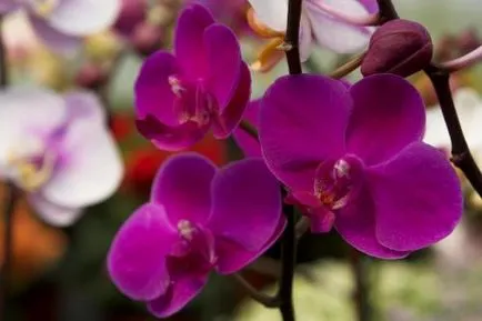 Hogyan kap egy orchidea virágzik serkentő módszerekkel