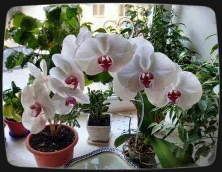 Hogyan kap egy orchidea virágzik serkentő módszerekkel