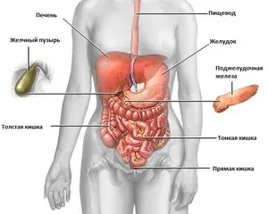 Epekövek a májban tünetek a nők - betegségek, belső szervek - Kiadó - népi (tünetek) Az epekövek a máj tünetek a nők - betegségek, belső szervek - Kiadó - népi