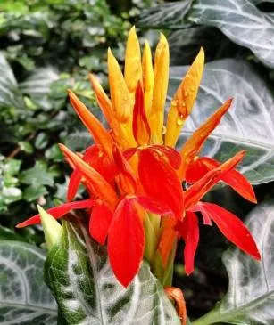 Szeszélyes Aphelandra minden árnyalatok ellátás (Aphelandra otthon) Szeszélyes Aphelandra minden árnyalatok ellátás