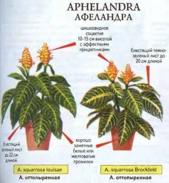 Szeszélyes Aphelandra minden árnyalatok ellátás (Aphelandra otthon) Szeszélyes Aphelandra minden árnyalatok ellátás