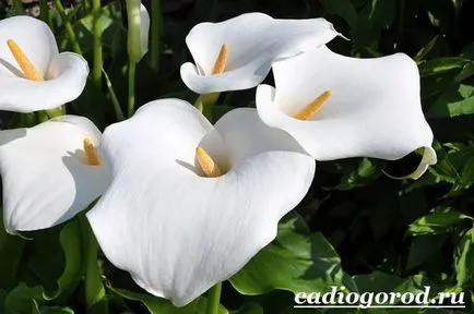 Calla virág