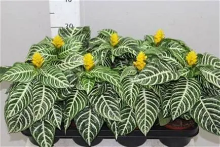 Szeszélyes Aphelandra minden árnyalatok ellátás (Aphelandra) Szeszélyes Aphelandra minden árnyalatok ellátás