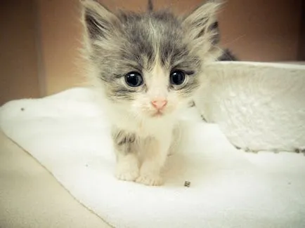 Képeket vicces cica