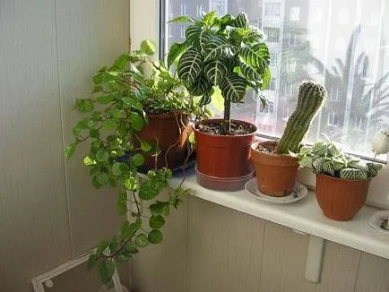 Szeszélyes Aphelandra minden árnyalatok ellátás (Aphelandra) Szeszélyes Aphelandra minden árnyalatok ellátás
