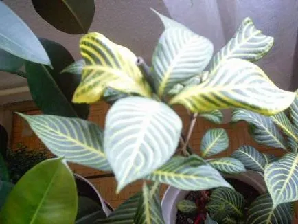 Szeszélyes Aphelandra minden árnyalatok ellátás (Aphelandra otthoni foglalkozás) Szeszélyes Aphelandra minden árnyalatok ellátás