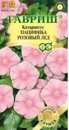 Catharanthus - növekvő magról otthon fotók és videó