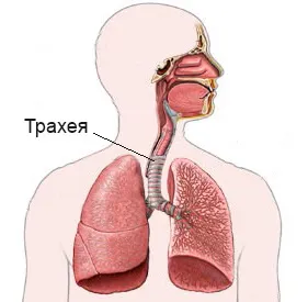 Köhögés tracheitis (száraz maradék) kezelés gyermekek és felnőttek