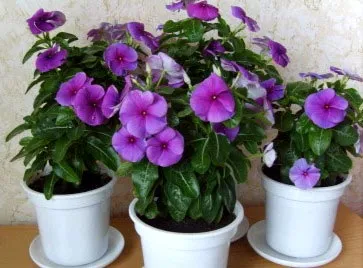 Catharanthus ampelnye növekvő magról otthon (magok) Catharanthus ampelnye növekvő magról otthon